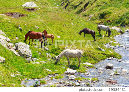 Horse herd on the pasture in the mountains Horse herd on the pasture in the mountains 19384481
