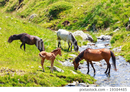 Horse herd on the pasture in the mountains 19384485