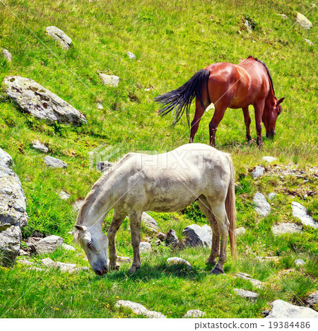 Horse herd on the pasture in the mountains 19384486