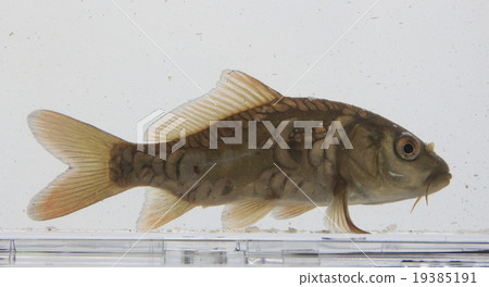 German glue German glue 19385191