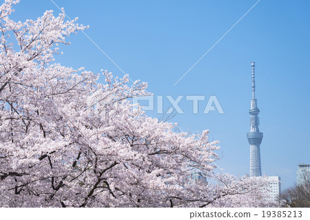 櫻花和天空樹 19385213