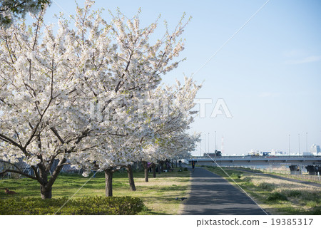 Oshima cherry tree in full bloom 19385317