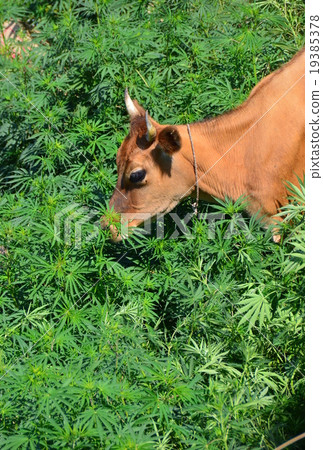 Indian cattle and cannabis 19385378