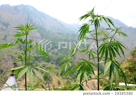 Indigenous hemp in the Indian Himalayas Indigenous hemp in the Indian Himalayas 19385380