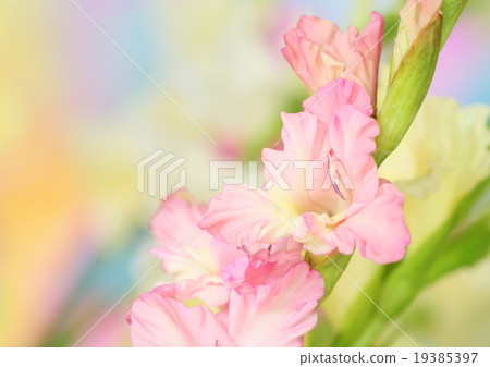 gladiolus flower gladiolus flower 19385397