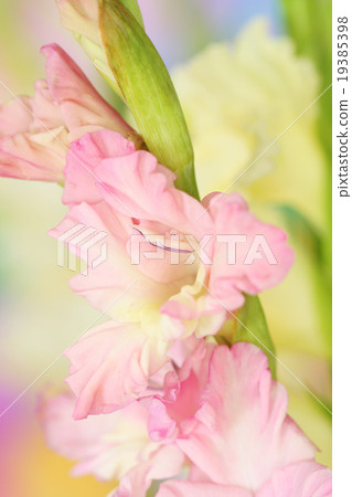 gladiolus flower gladiolus flower 19385398