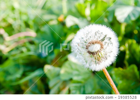 蒲公英的絨毛 19385528