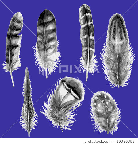 Hand Drawn Watercolor Feathers. Hand Drawn Watercolor Feathers. 19386395