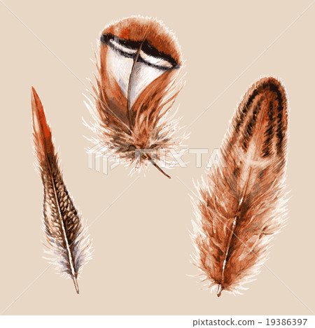Hand Drawn Watercolor Feathers. Hand Drawn Watercolor Feathers. 19386397