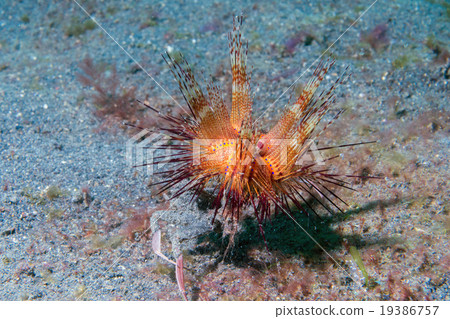 sea urchin detail macro on a crab sea urchin detail macro on a crab 19386757