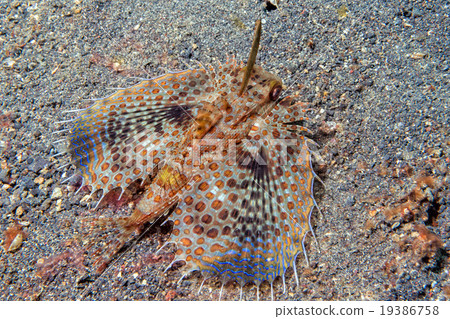 Dactylopterus volitans flying fish portrait 19386758
