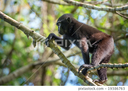 crested black macaque monkey in the forest 19386763