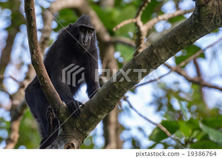 crested black macaque monkey in the forest crested black macaque monkey in the forest 19386764