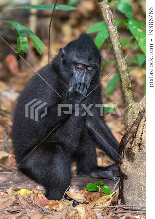 crested black macaque monkey in the forest 19386766