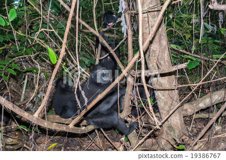 crested black macaque monkey in the forest 19386767