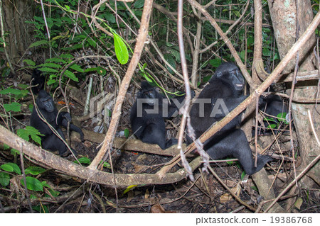 crested black macaque monkey in the forest 19386768