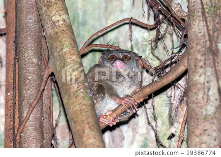 Tarsius nocturnal indonesian monkey portrait Tarsius nocturnal indonesian monkey portrait 19386774