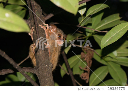 Tarsius nocturnal indonesian monkey portrait Tarsius nocturnal indonesian monkey portrait 19386775