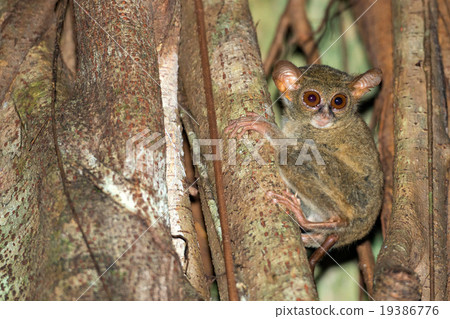 Tarsius nocturnal indonesian monkey portrait Tarsius nocturnal indonesian monkey portrait 19386776