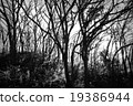 樹木 19386944