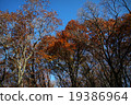 樹木 19386964