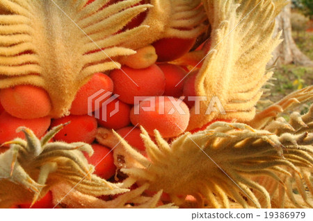 Fruit of a fruit 19386979