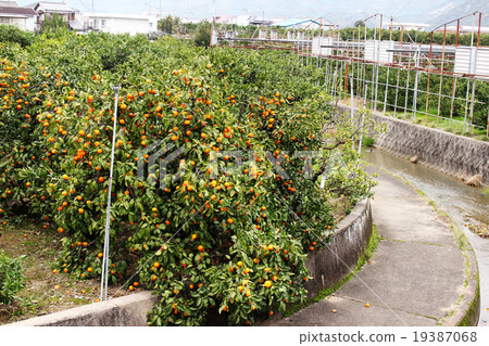 Wakayama prefecture Arita's oranga field / Wakayama prefecture Arita-gun Wakayama prefecture Arita's oranga field / Wakayama prefecture Arita-gun 19387068