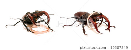 Stag beetle with a wedding ring Stag beetle with a wedding ring 19387249