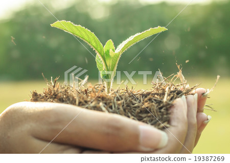 Plant Is In Hands Plant Is In Hands 19387269