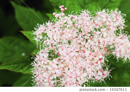 Tsugaike自然公園夏天 19387611