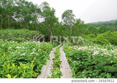 Tsugaike nature summer summer 19387612