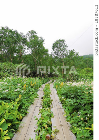 Tsugaike nature summer summer Tsugaike nature summer summer 19387613