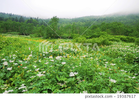 Tsugaike nature summer summer 19387617