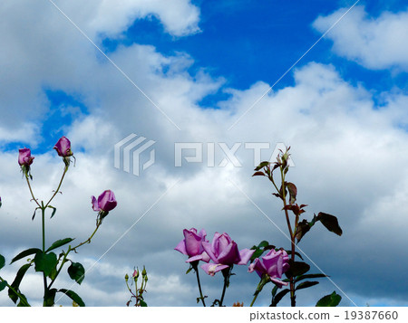 Barra Madameviolé 19387660