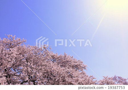 春天溫暖的陽光和盛開的櫻花盛開 19387753