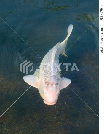 White Nishikigoi White Nishikigoi 19387962