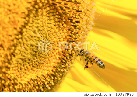 Bees and sunflower 19387986