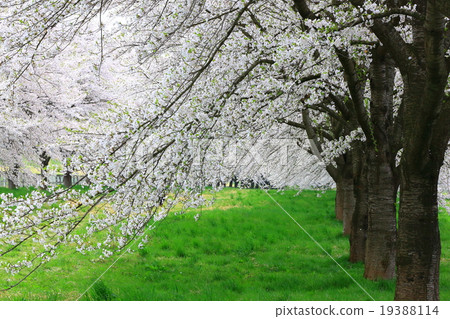Cherry blossom trees in pasture ground Cherry blossom trees in pasture ground 19388114
