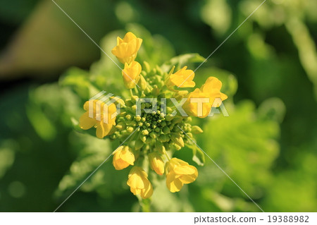 強姦花芽 19388982