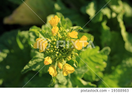 強姦花芽 19388983