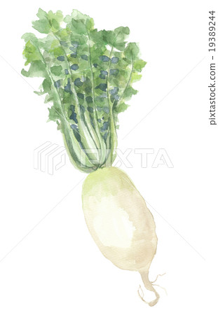 Genjosa Daikon Genjosa Daikon 19389244