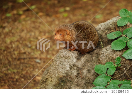 Kobito Mongoose Kobito Mongoose 19389455