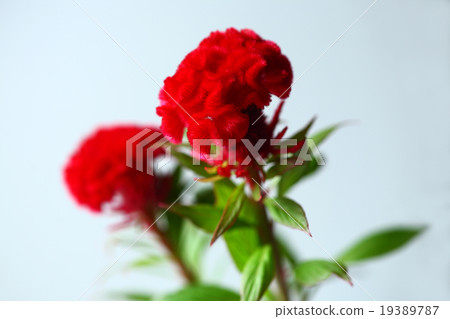 Red Keito Flower 19389787