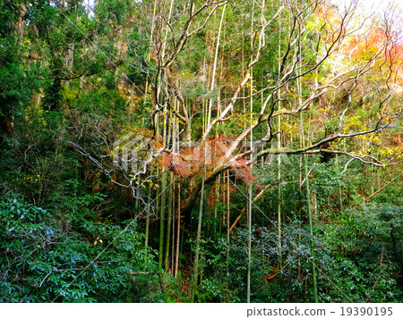 [千葉縣]竹子捕獲的楓樹 19390195