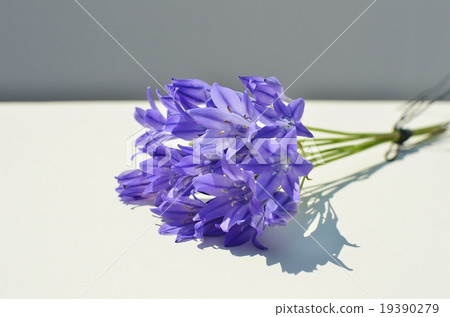 Bouquet of Triteriaia Bouquet of Triteriaia 19390279