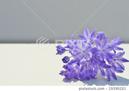 Bouquet of Triteriaia Bouquet of Triteriaia 19390281