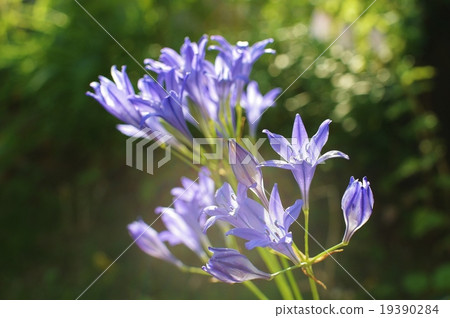 Triteriaia flowers 19390284