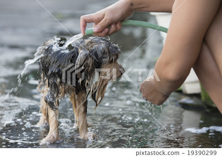 A dog that has been bathing 19390299