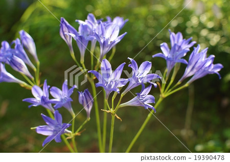 Triteriaia flowers 19390478