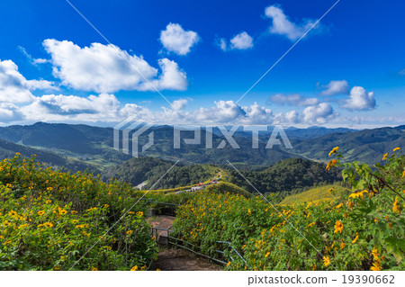 Tung Bua Tong Mexican sunflower in Maehongson 19390662
